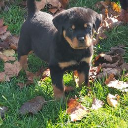 Rottweilers from Topline Rottweiler