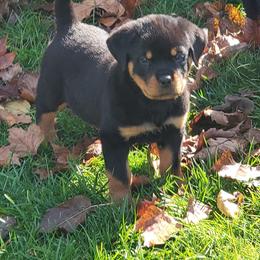 Rottweilers from Topline Rottweiler