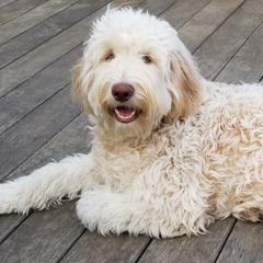 Rylie - Australian Cobberdog