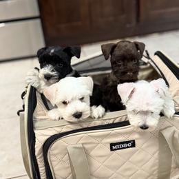 Cocker Spaniel and Miniature Schnauzer Puppies from Moonstruck Minis