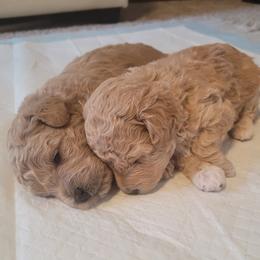 Aussiedoodle puppies from Tiny Toy Aussiedoodles