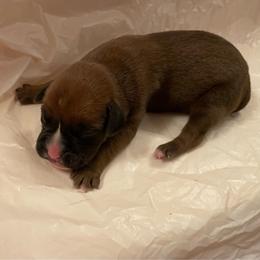 Carrie Underwood - Fawn female Boxer puppy in Willard, North Carolina from Boone’s Boxers of North Carolina