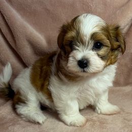Peppa - Red male Havanese puppy in Maryville, Missouri from Dreamworks Havanese