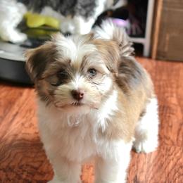 Havanese Puppies from Hoppy Havanese