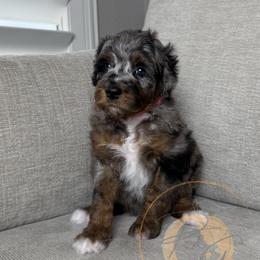 Pepper - Merle female Goldendoodle puppy in Murrieta, California from Apricot Poodles & Goldendoodles, LLC