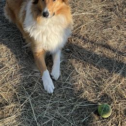 Beulah - Old Time Scotch Collie