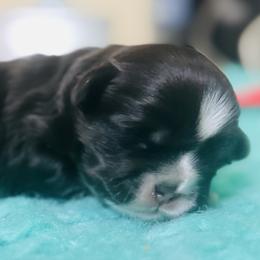 Green Collar - Chocolate male Shih Tzu puppy in Merrillville, Indiana from Gibbs Gorgeous Paws LLC