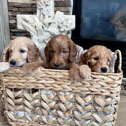 Goldendoodle Puppies from Guiness and Bailey's Doodle Den