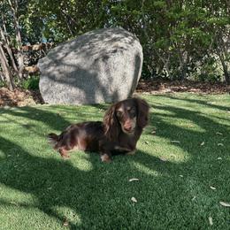 Thalles - Dachshund