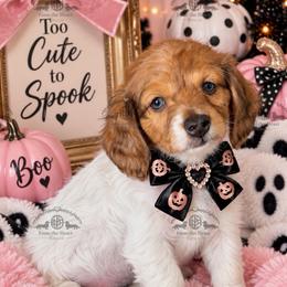 Miss. Pink-3200 - Dapple female Dachshund puppy in Sparr, Florida from From the Heart Doxies