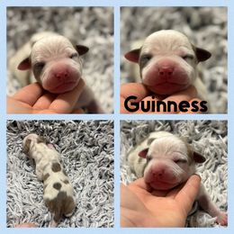 Guinness - Blue fawn male American Staffordshire Terrier puppy in Marietta, Georgia from Ambition Amstaffs