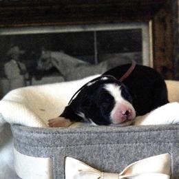 Champange (Pink) - Tri-color female Border Collie puppy in Lodi, California from R3 Sport Dogs (Rafter 3 Ranch)