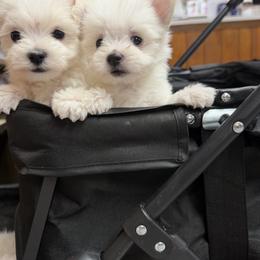 Maltese Puppies from Ayres to Heirs Puppy Co.