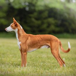Isaac - Ibizan Hound