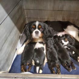 Border Collie and Cavalier King Charles Spaniel Puppies from Magnolia Acres