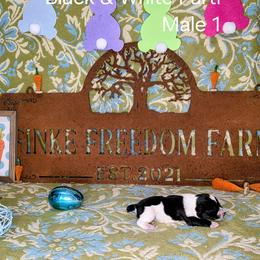 Dachshund, Giant Schnauzer, and Miniature Schnauzer Puppies from Finke Freedom Farm