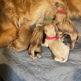 Boy 4 - male Golden Retriever puppy in Portland, Oregon from Joyfully Golden