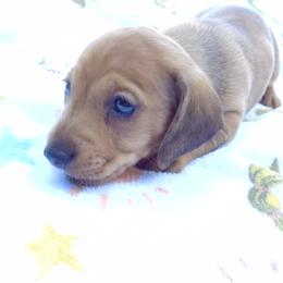 Luke - Dapple male Dachshund puppy in Albertville, Alabama from Jana Rae's