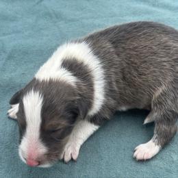 Boy 4 - Sable and white male Shetland Sheepdog puppy in Pensacola, Florida from Nancy Barger's Siberian Huskies