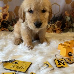 Golden Retriever Puppies from Whickering Pines Golden Retrievers