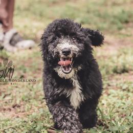 American Bully, Bernedoodle, Poodle, Sheepadoodle, and Whoodle Puppies from Wonderland’s Boujie Kennels