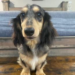 Zeke - Dachshund