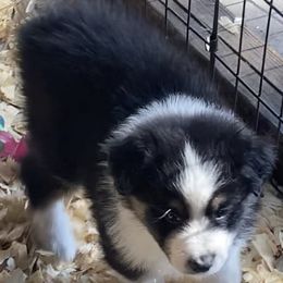 Boy 2 - Black tri-color Australian Shepherd puppy in Seffner, Florida from Soggy Bottom Farms
