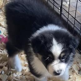 Boy 2 - Black tri-color Australian Shepherd puppy in Seffner, Florida from Soggy Bottom Farms