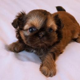 Palmer she's 2800 - Red female Shih Tzu puppy in Richmond, Texas from Aleka Shih Tzu