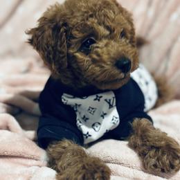 Poodle Puppies from Herringbone ‘s Poodles
