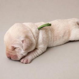 Lime Green Collar - Yellow male Labrador Retriever puppy in Archer Lodge, North Carolina from Archer Lodge Labradors