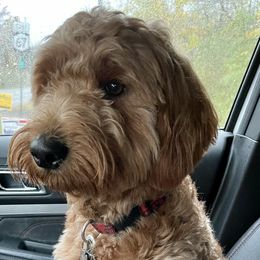 Enzo - Goldendoodle