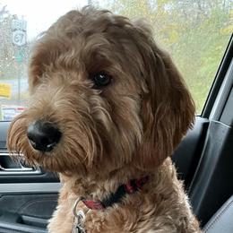Enzo - Goldendoodle