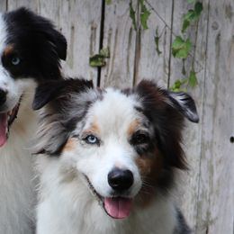 Australian Shepherds and Great Danes from Winners Circle Kennel