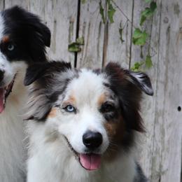 Australian Shepherds and Great Danes from Winners Circle Kennel