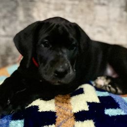 Great Dane Puppies from Mountain Valley Danes