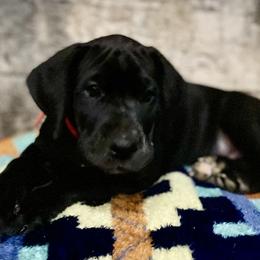 Great Dane Puppies from Mountain Valley Danes