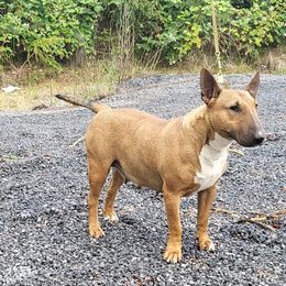 Cardi - Bull Terrier