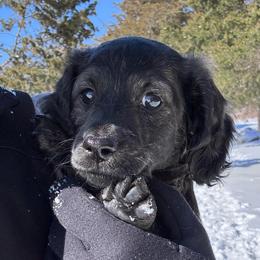 Gauntlet - Black male Dachshund puppy in Mc Alester, Oklahoma from A Anchor Farm