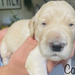 Goldendoodle Puppies from The Poodle Plantation