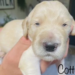 Goldendoodle Puppies from The Poodle Plantation