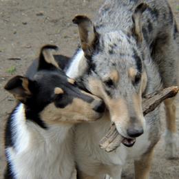 Collies from Blu Moon Collies