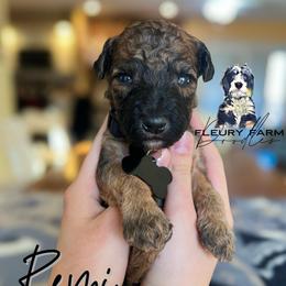 Remi - Wheaten male Whoodle puppy in Knoxville, Tennessee from Fleury Farm Doodles TN