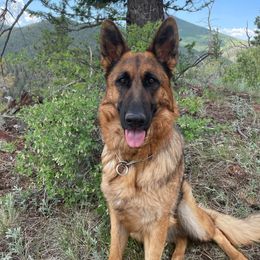 Mija - German Shepherd