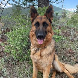 Mija - German Shepherd
