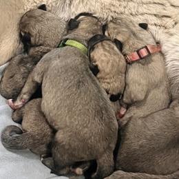 Kangals from HiBear Ridge Homestead, LLC