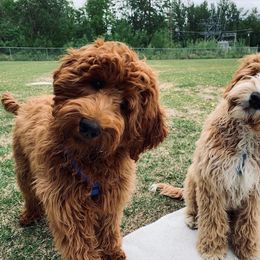 Australian Labradoodle All Grown Up from Lazy Mountain Labradoodles
