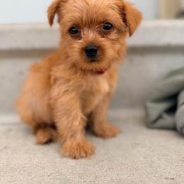 Jack - Gold male Yorkshire Terrier puppy in Bruceville, Indiana from Baby Girl’s Yorkies, Shih-Tzu, Shorkies