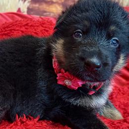 ROSIE - Black and red female German Shepherd puppy in Yorkville, Illinois from Vom Archbold Haus World Class German Shepherds