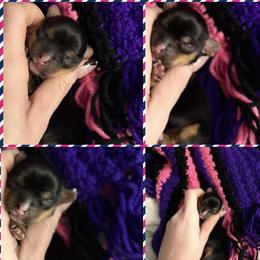Yorkshire Terrier puppies from DJ Yorkies